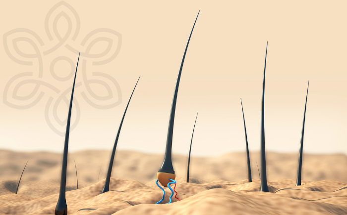 Dinâmica do Crescimento dos Cabelos: Análise das Fases Capilares