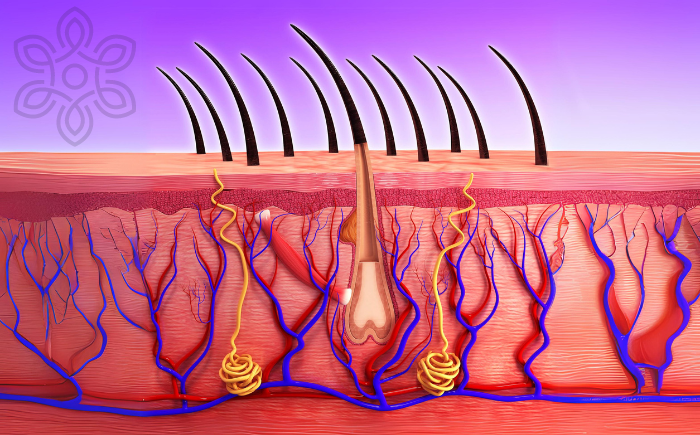 O Segredo dos Fios Saudáveis: Explorando a Anatomia Microscópica do Cabelo e Seus Segredos de Beleza